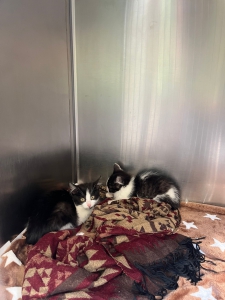 Kitten Katzenfalle Kitten Katzenfalle